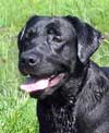 labrador