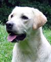 labrador