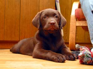 labrador retriever - szczenita