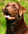 labrador